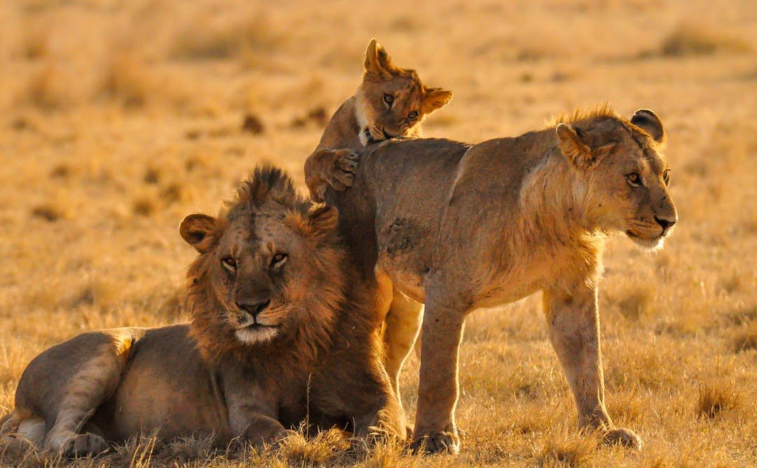 Safari Vendors