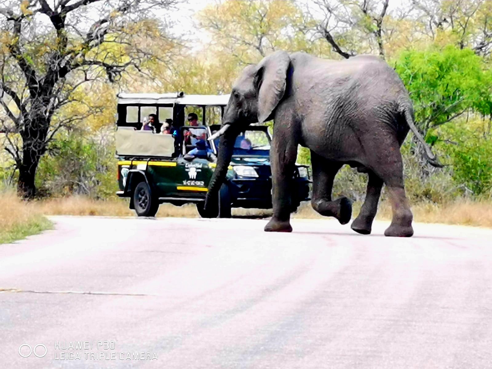 Elephant Herd Tours and Safaris