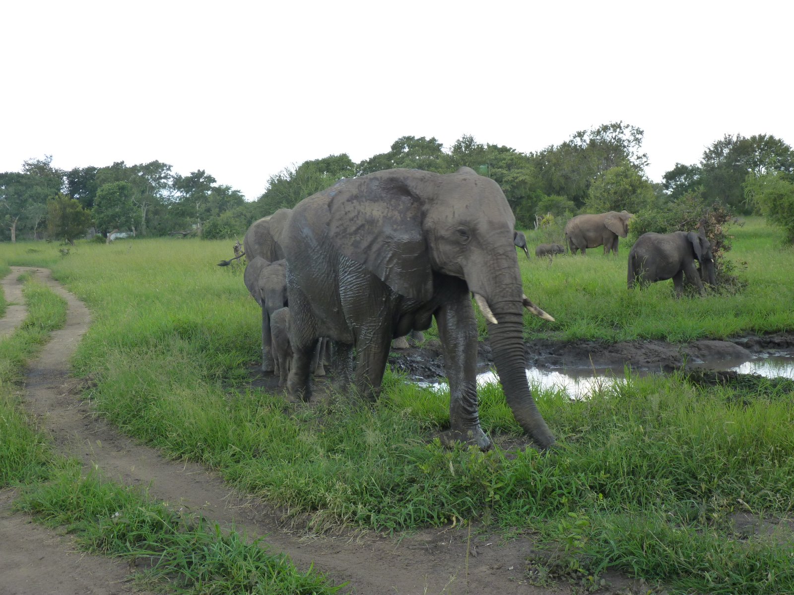 Elephant Herd Tours and Safaris
