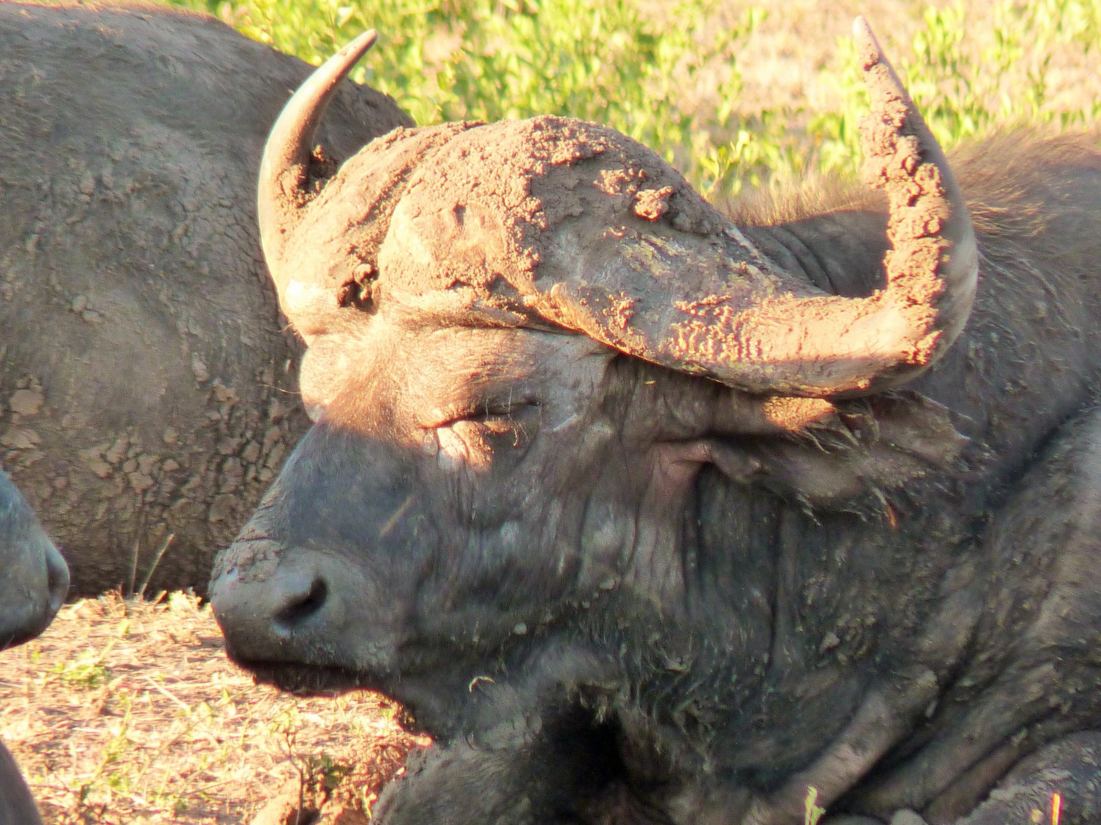 Elephant Herd Tours and Safaris