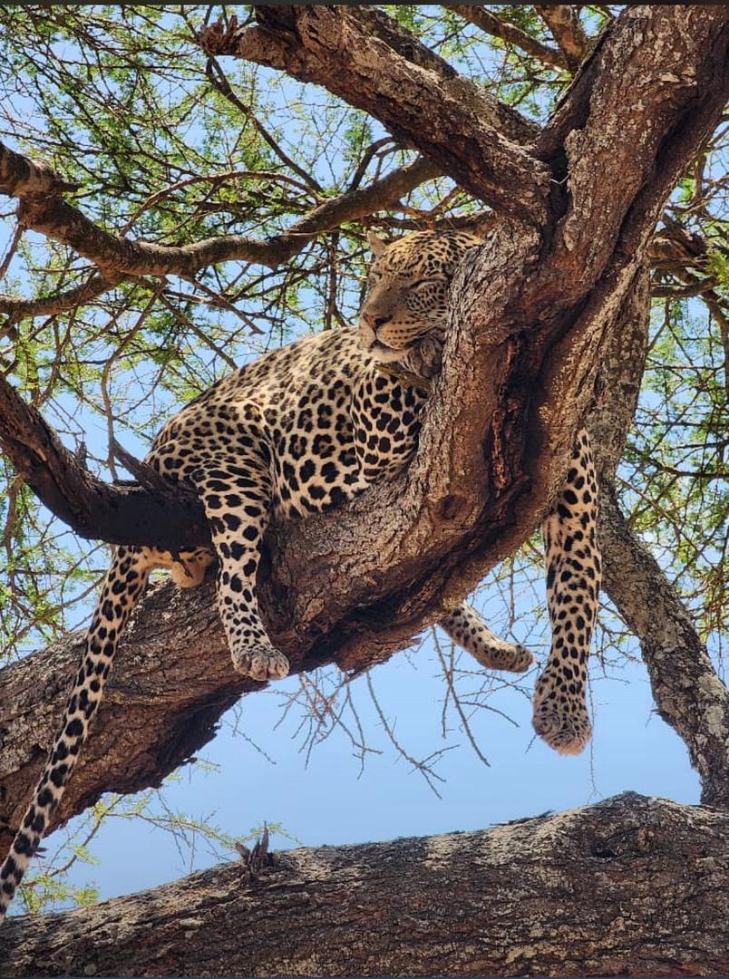 8-Day Great Migration Safari gallery image