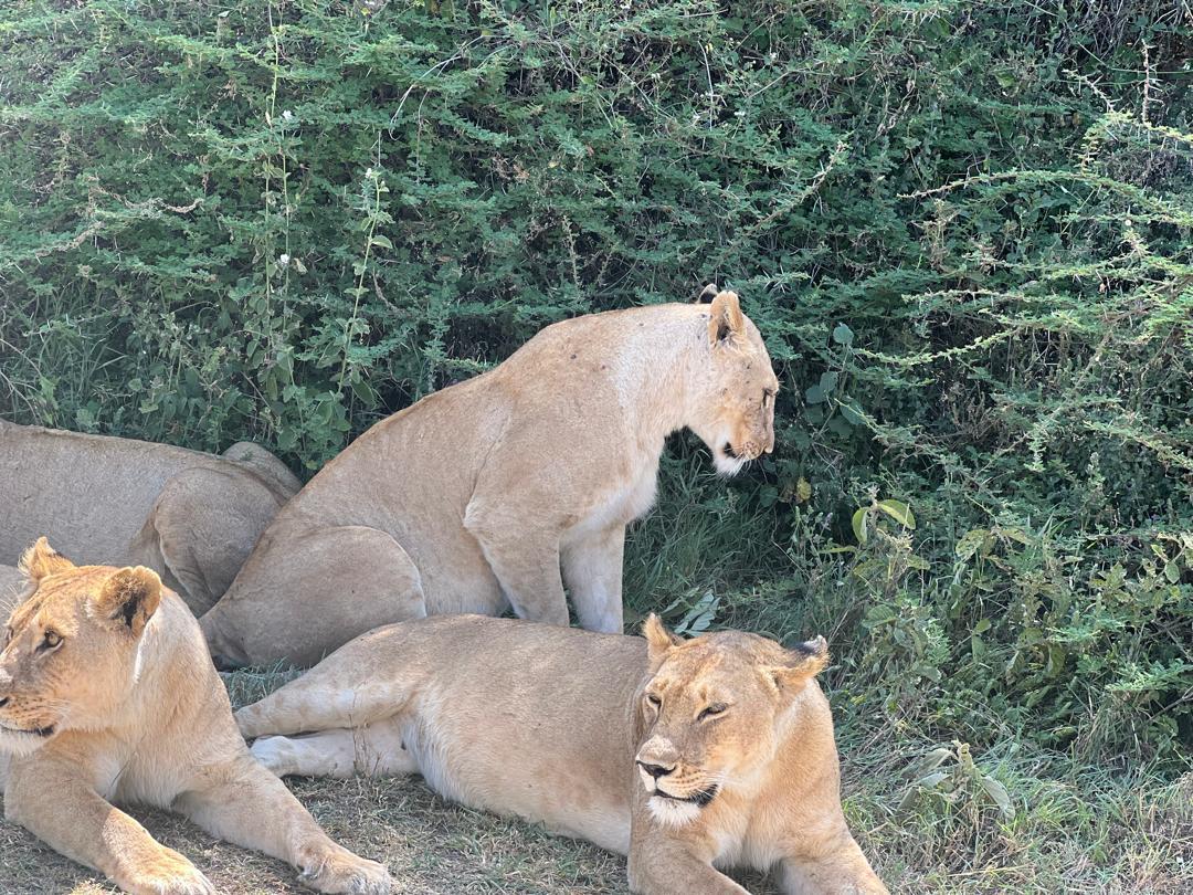 8-Day Great Migration Safari gallery image