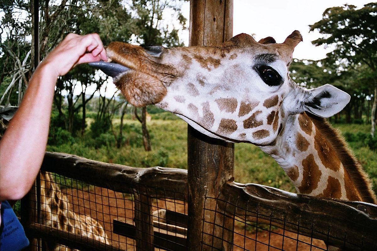 1-Day KAREN BLIXEN MUSEUM & GIRAFFE CENTRE TOUR. gallery image