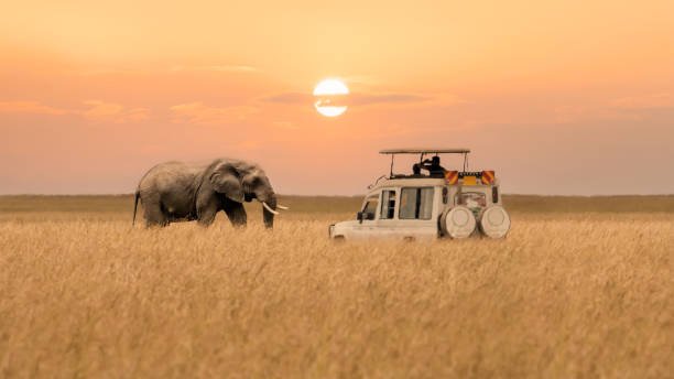 Berngo Safaris, LLC