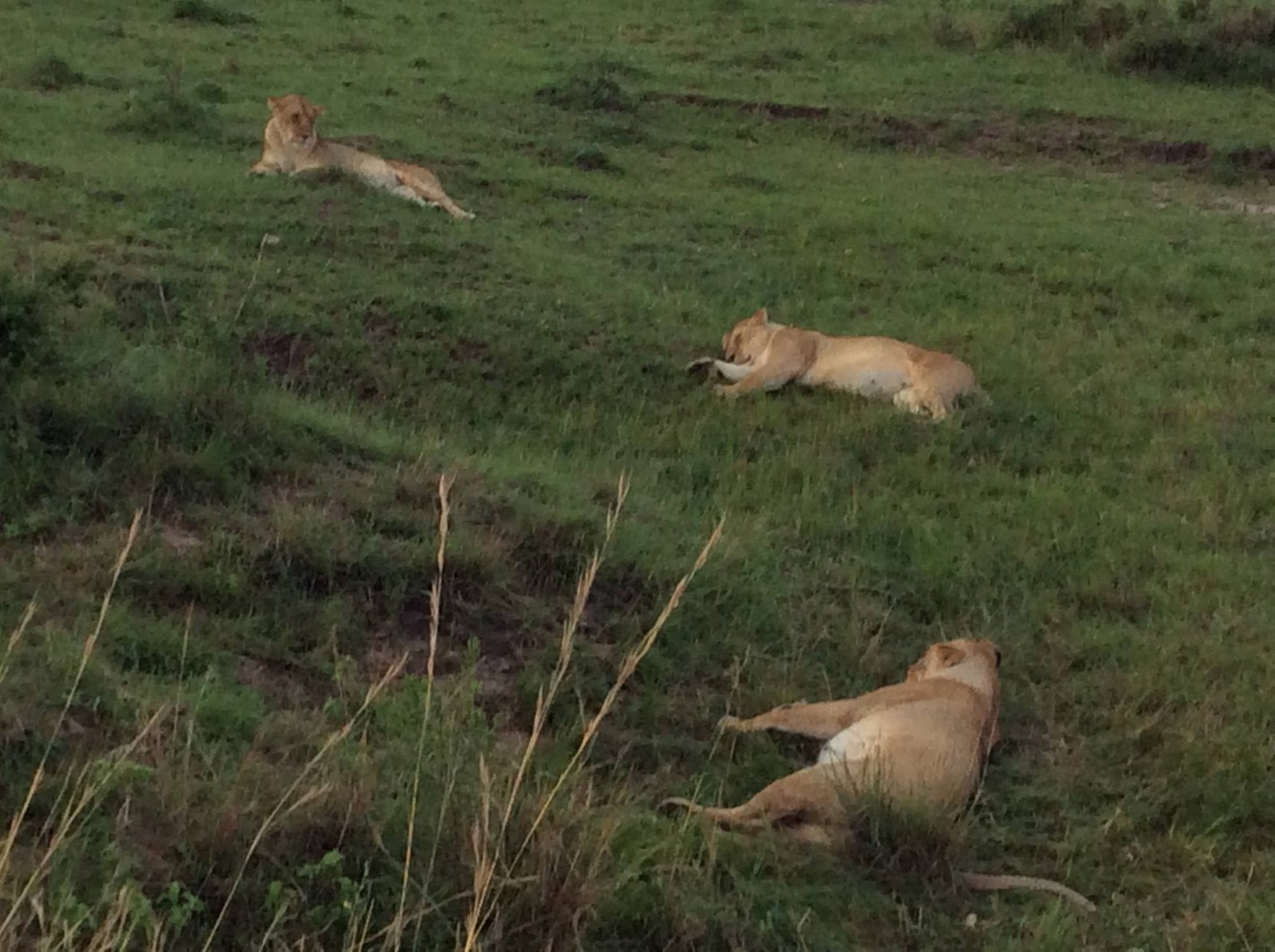 Berngo Safaris, LLC