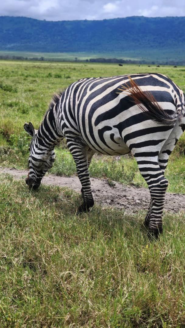 Rafiki Tembo Tours And Safaris