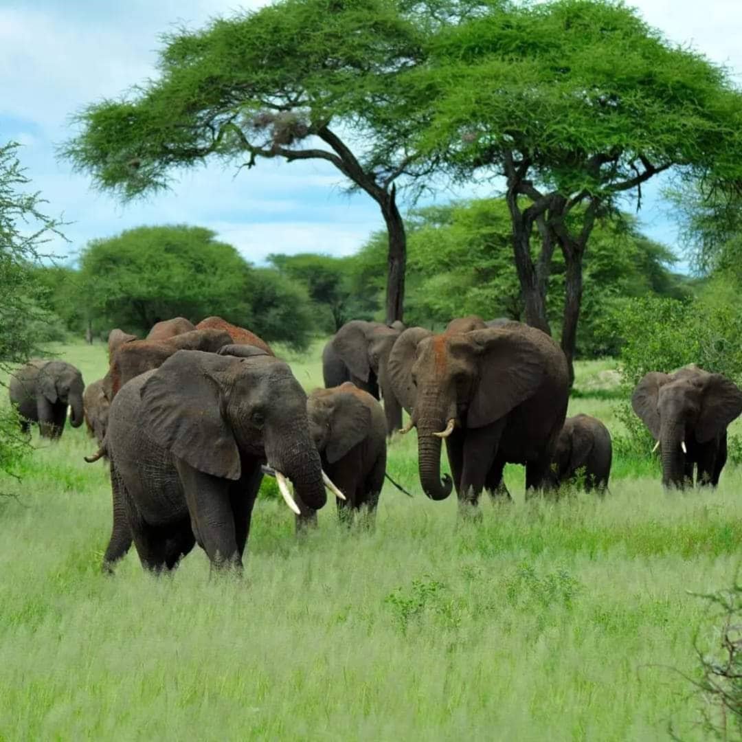 Rafiki Tembo Tours And Safaris