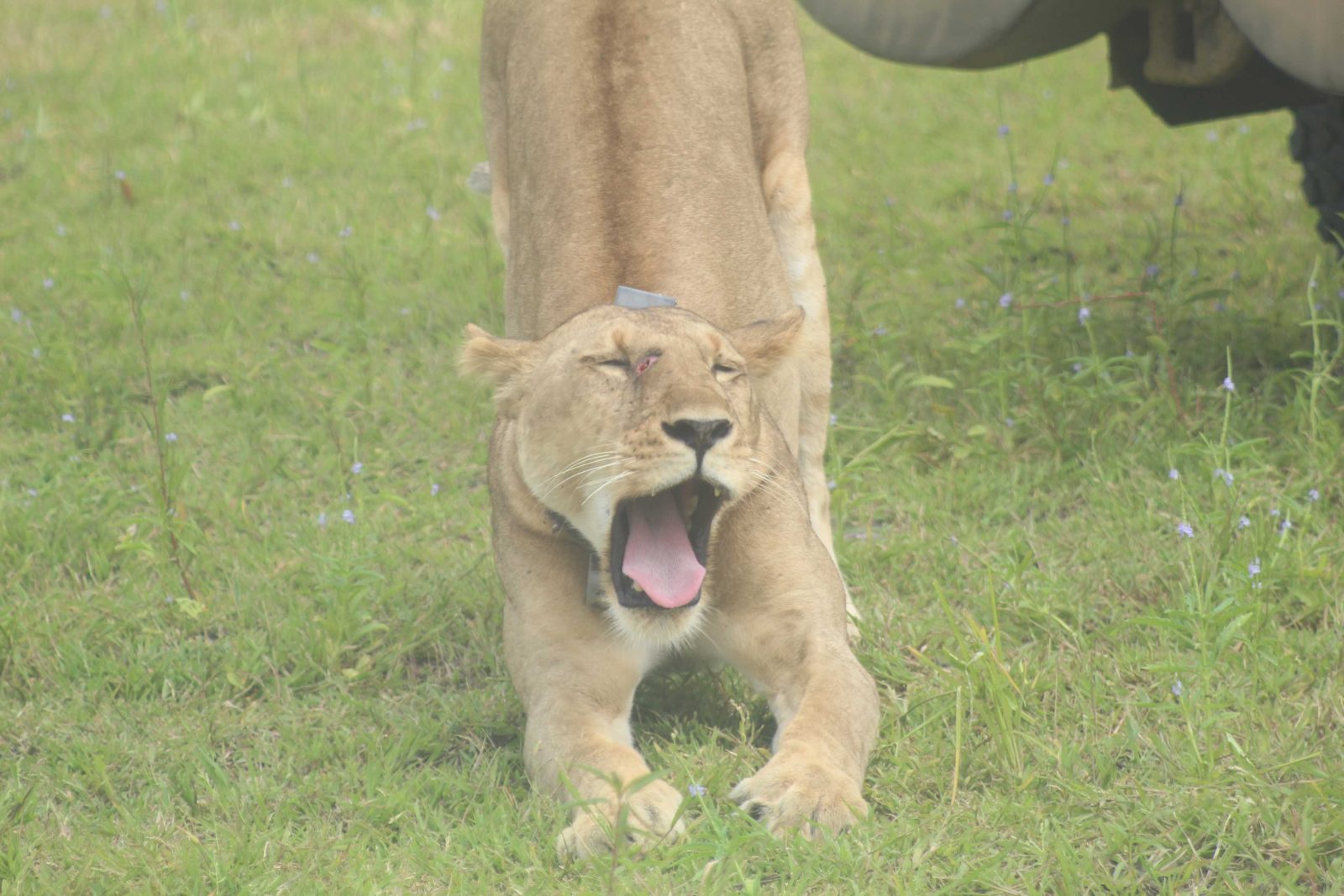 4-Day Lake Manyara NP, Ngorongoro Crater & Serengeti gallery image