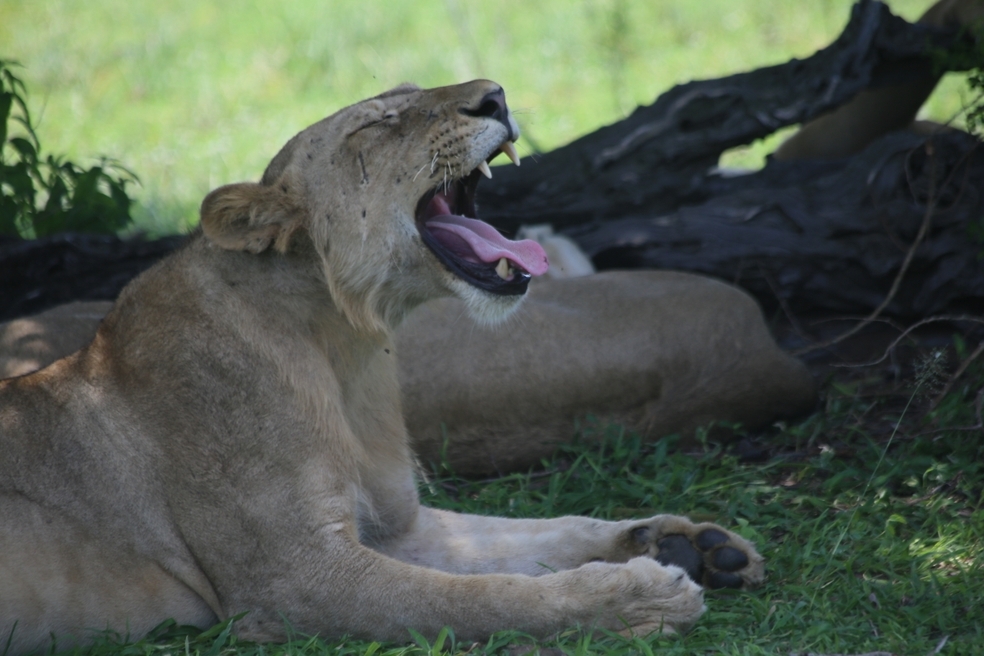 4-Day Lake Manyara NP, Ngorongoro Crater & Serengeti gallery image