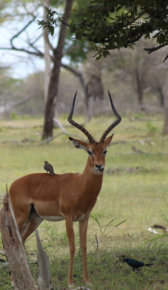 4-Day Lake Manyara NP, Ngorongoro Crater & Serengeti gallery image
