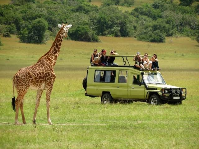 Safari Vendors