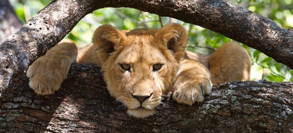 7-Day Luxury Safari All-Inclusive gallery image