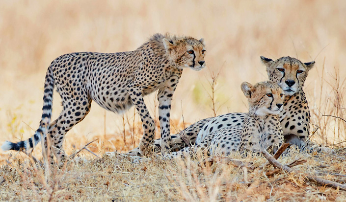 7-Day Luxury Safari All-Inclusive gallery image
