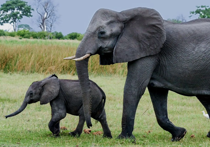 7-Day Luxury Safari All-Inclusive