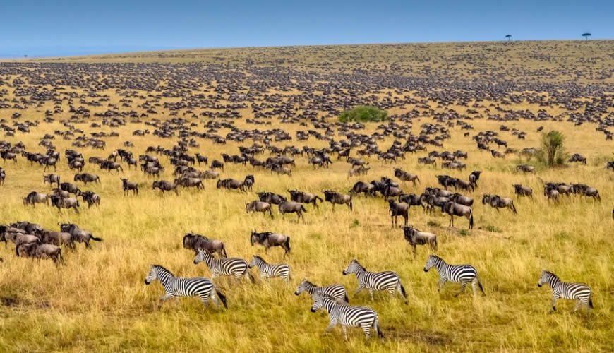 Safari Vendors
