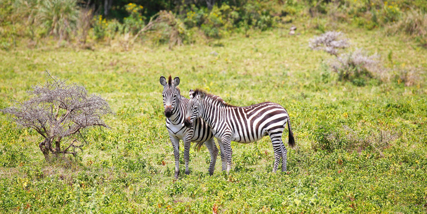 2-Day Mid Range Lodge Safari ( lake manyara and Tarangire Nat gallery image