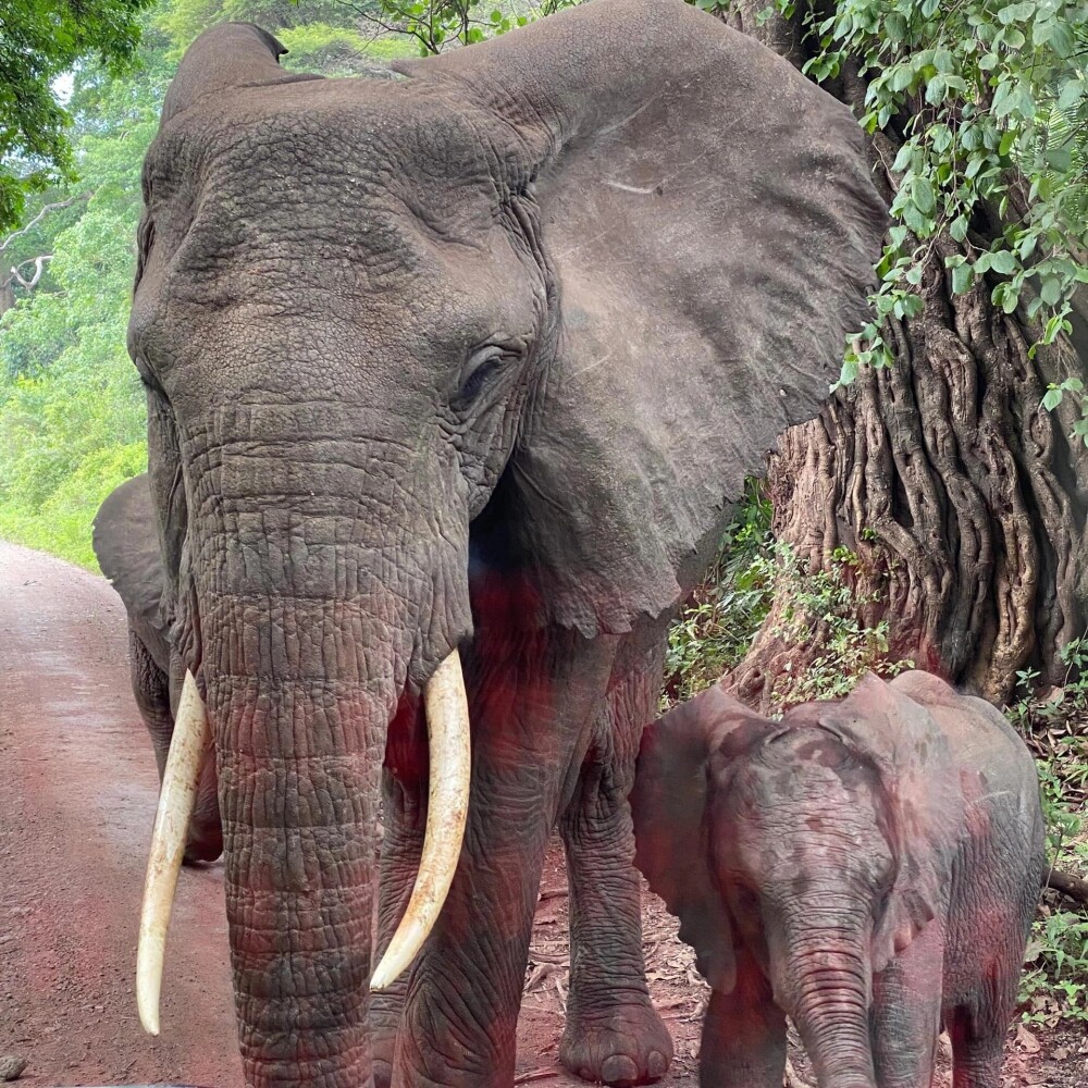 2-Day Mid Range Lodge Safari ( lake manyara and Tarangire Nat gallery image