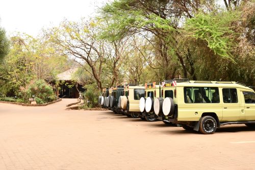 5-Day Migration safari to MasaiMara, lake Nakuru and Amboseli safari tour