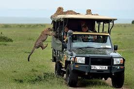 Little Lion Tours & Safaris