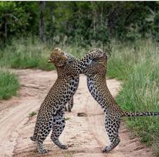 Little Lion Tours & Safaris
