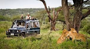 Little Lion Tours & Safaris