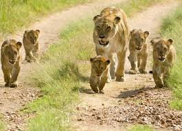 Little Lion Tours & Safaris