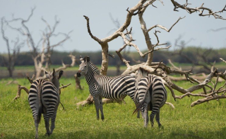 Safari Vendors