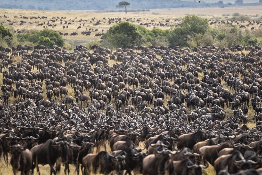 Mikumi National Park  - Obag Safari & Beach Safari