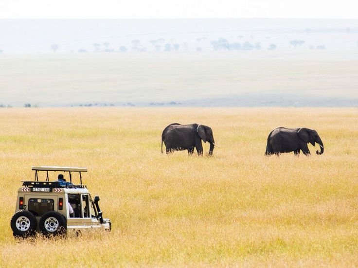 Alfamale tours & Safaris