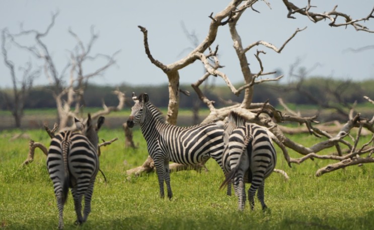 7-Day Mikumi to Nyerere NP + Udzungwa Hiking & Waterfall gallery image
