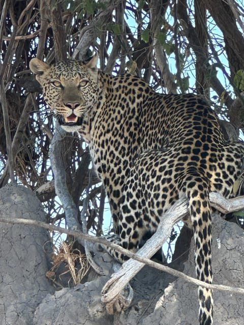 Bush Rover Safaris