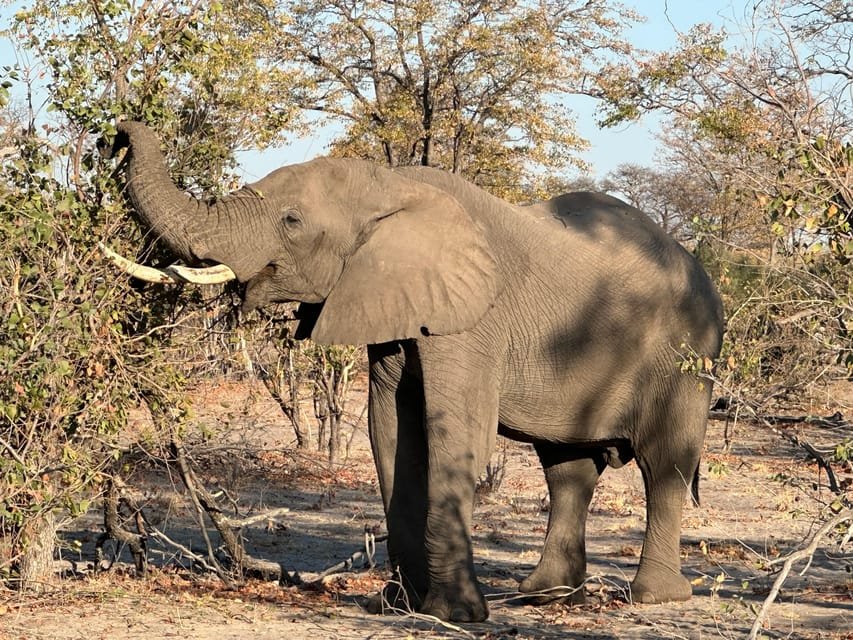 Bush Rover Safaris