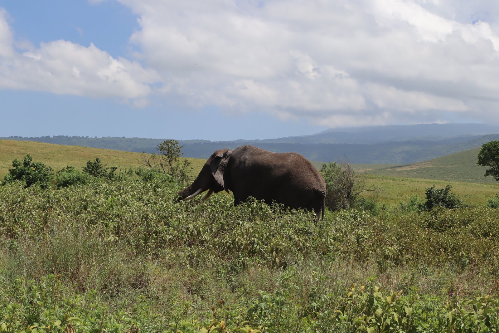 Rafiki Tembo Tours And Safaris
