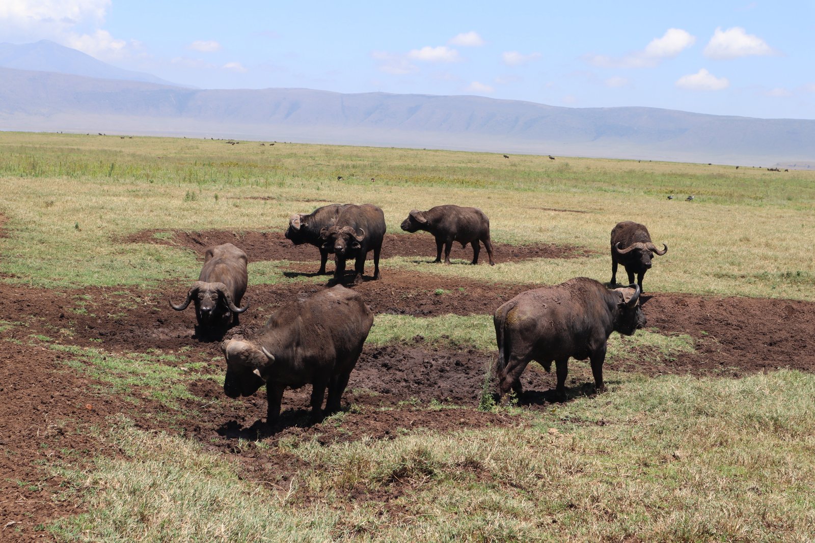 Rafiki Tembo Tours And Safaris