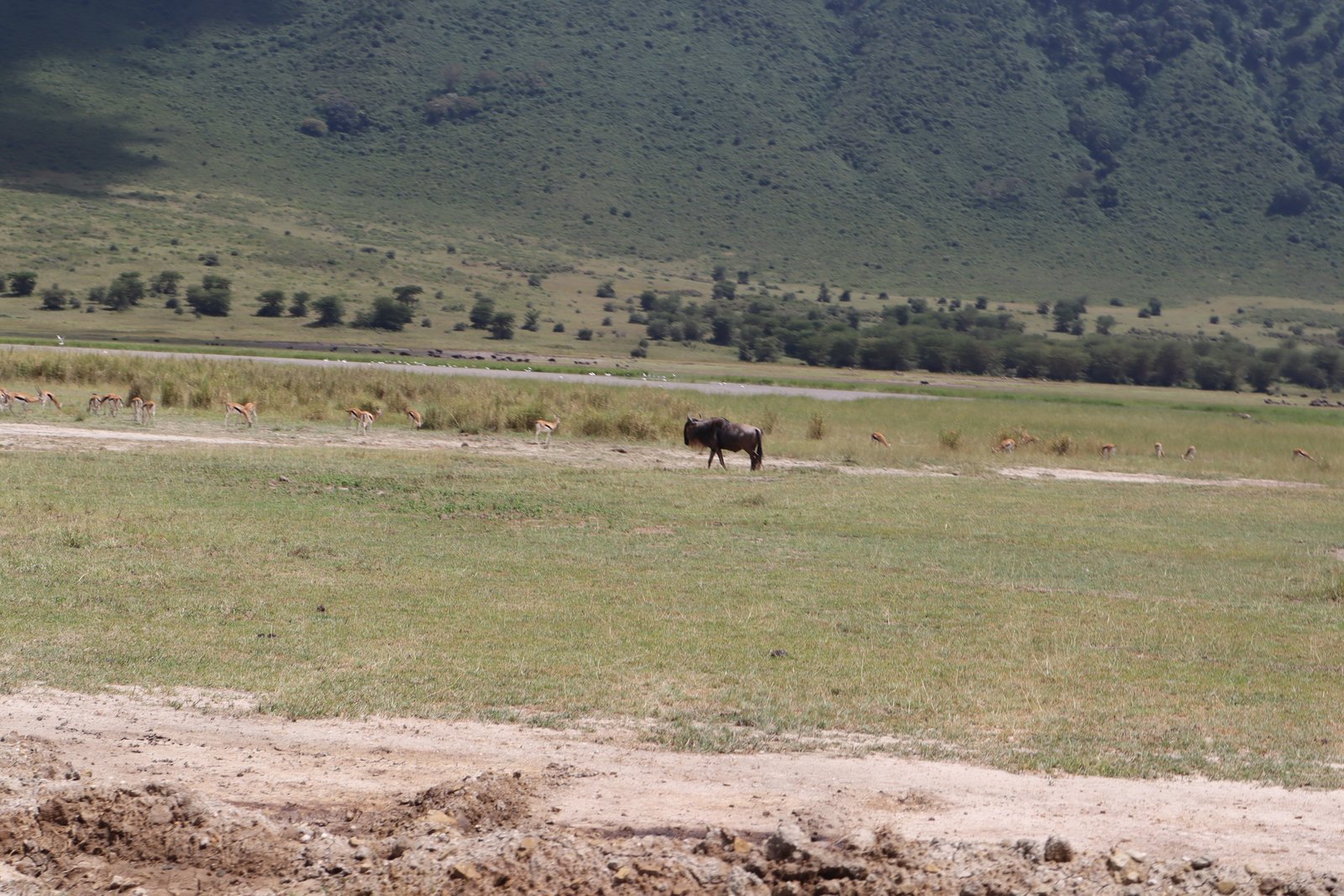 Rafiki Tembo Tours And Safaris