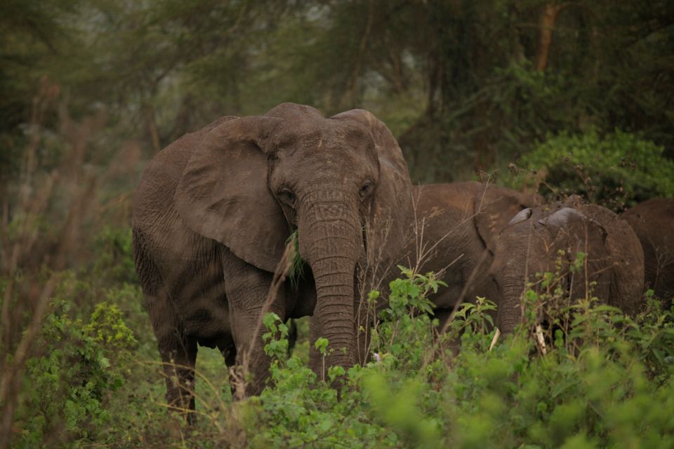 4-Day Ndutu & Ngorongoro Crater Safari gallery image