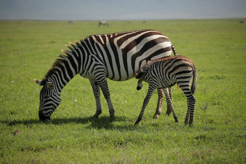 4-Day Ndutu & Ngorongoro Crater Safari gallery image