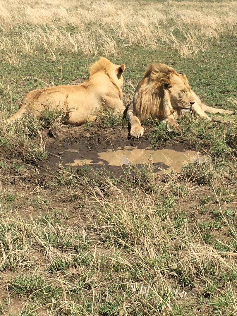 4-Day Ndutu & Ngorongoro Crater Safari gallery image
