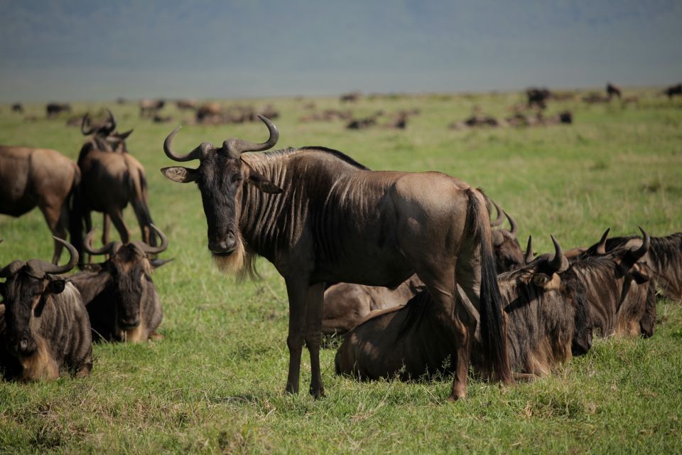 4-Day Ndutu & Ngorongoro Crater Safari