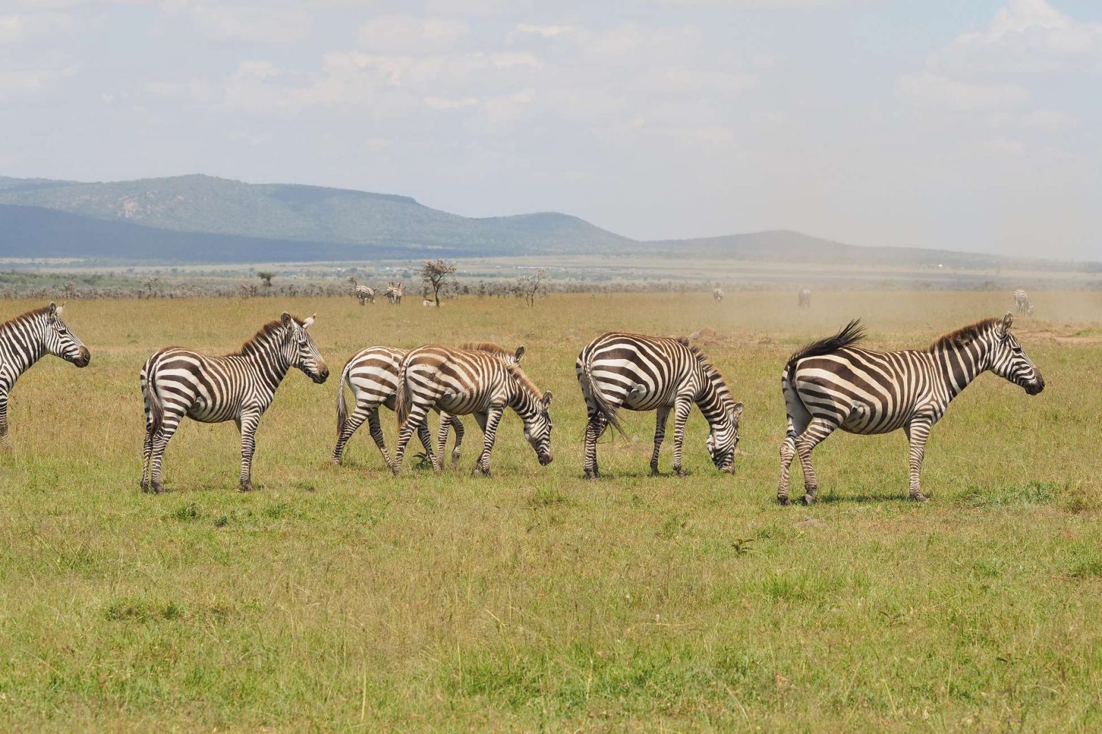 5-Day Ndutu Calving season & Migration safari. gallery image