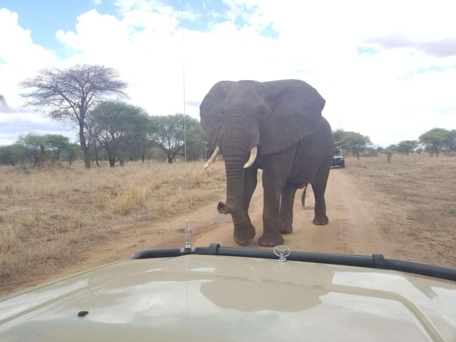 5-Day Ndutu Calving season & Migration safari. gallery image