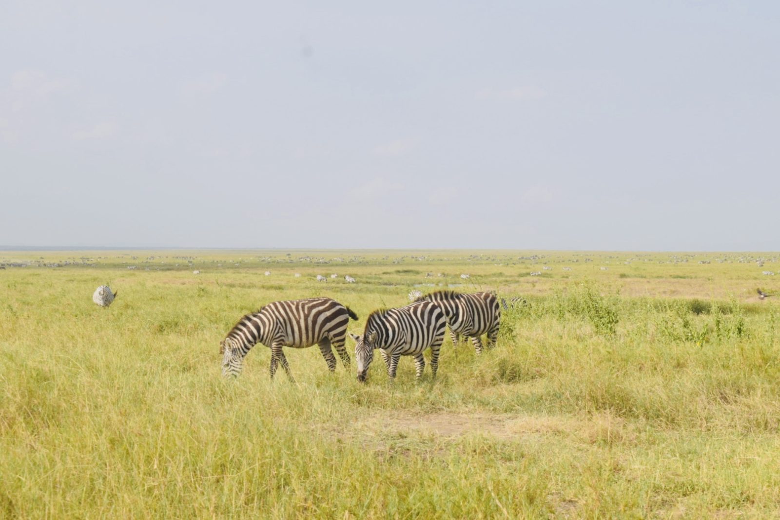 5-Day Ndutu Calving season & Migration safari. gallery image