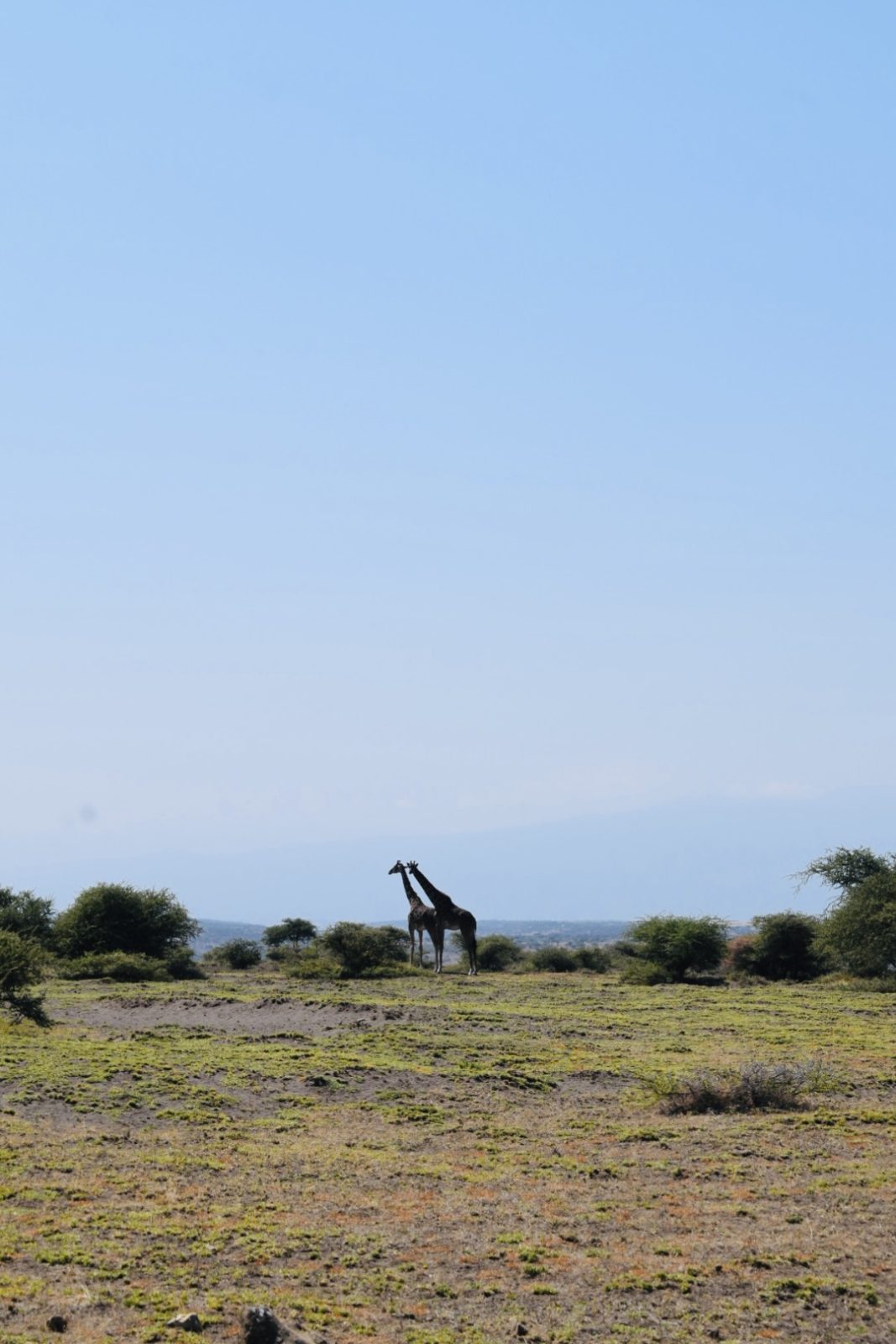 5-Day Ndutu Calving season & Migration safari.
