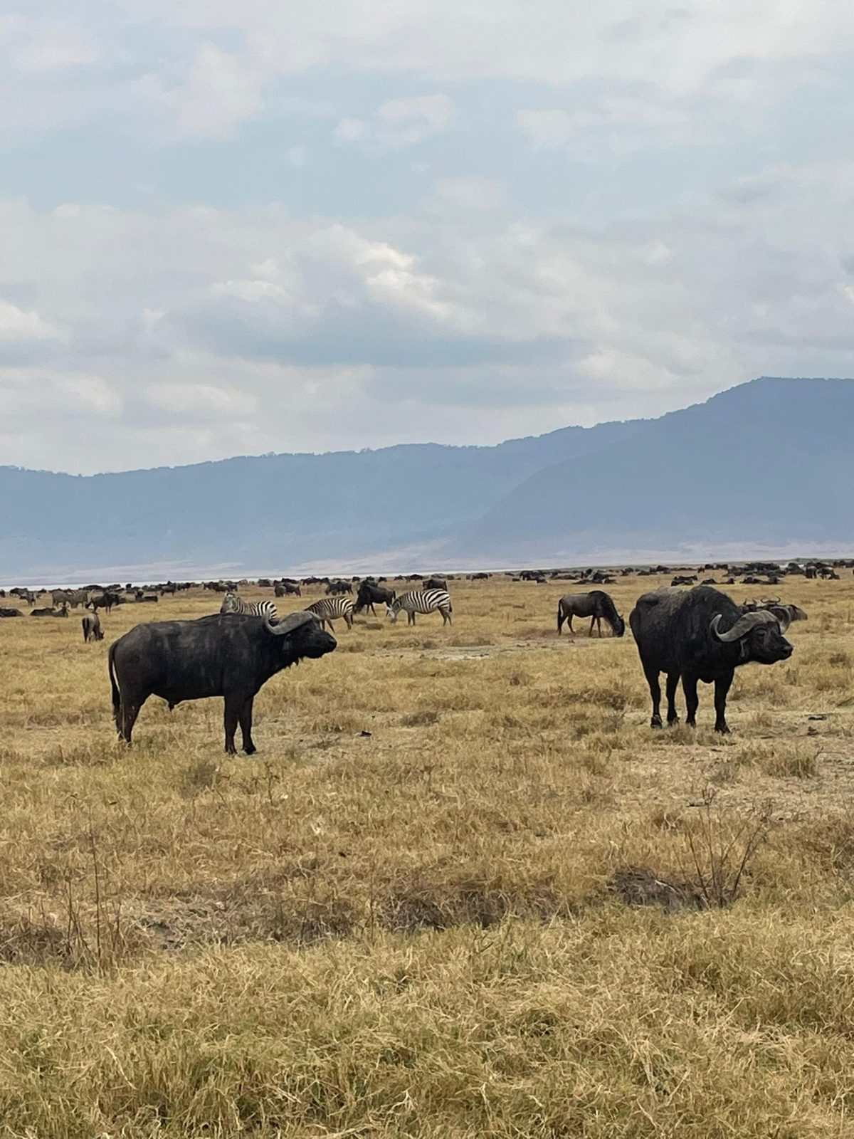 6-Day Ndutu Migration Special gallery image