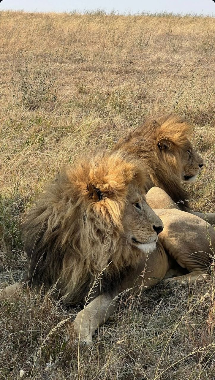 6-Day Ndutu Migration Special gallery image