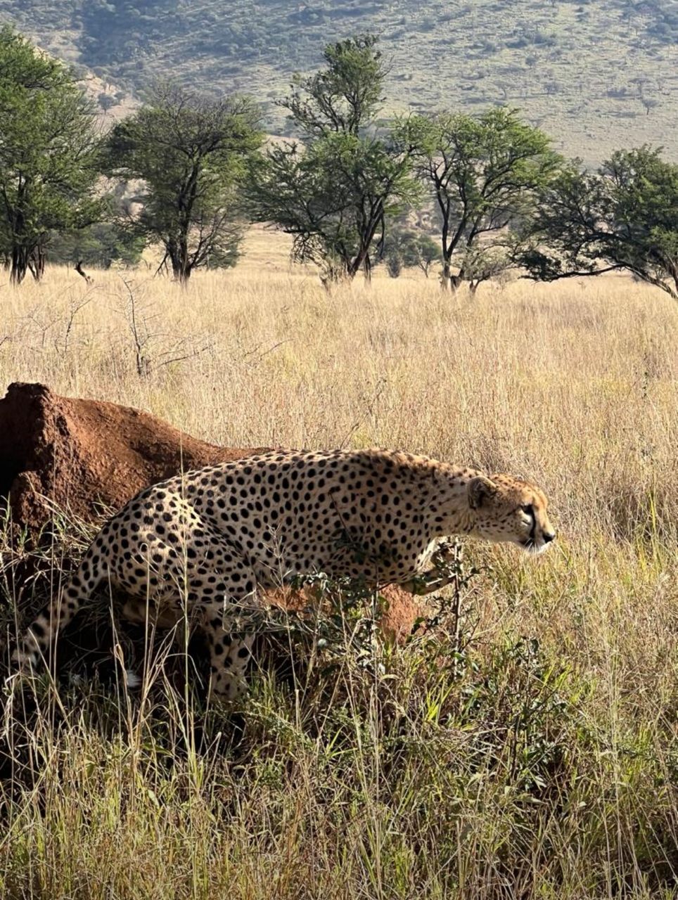 6-Day Ndutu Migration Special