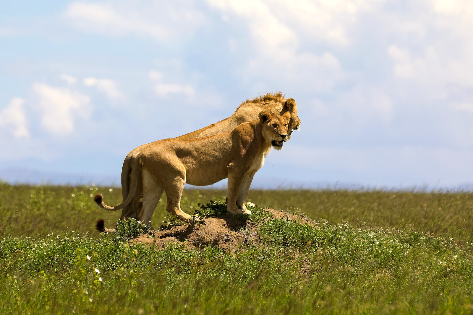 4-Day Ngorongoro,Serengeti Hadzabe & Datoga Experience gallery image