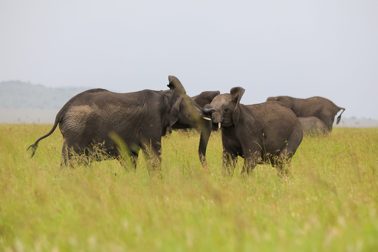 4-Day Ngorongoro,Serengeti Hadzabe & Datoga Experience gallery image