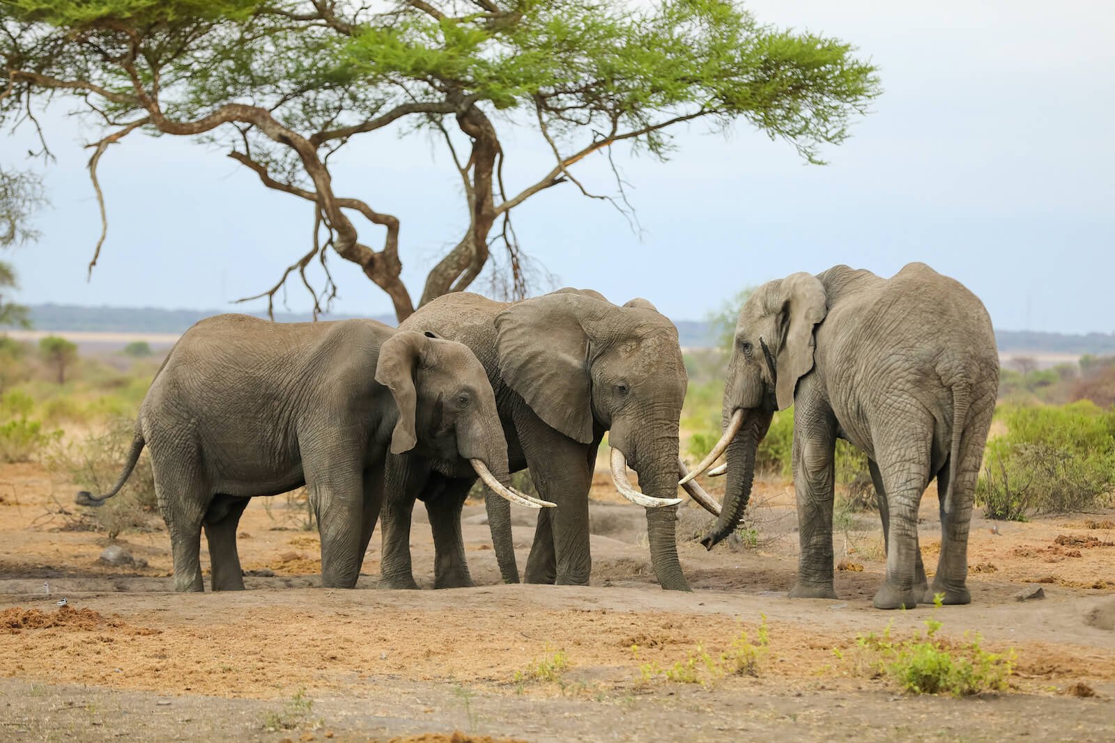 Safari Vendors