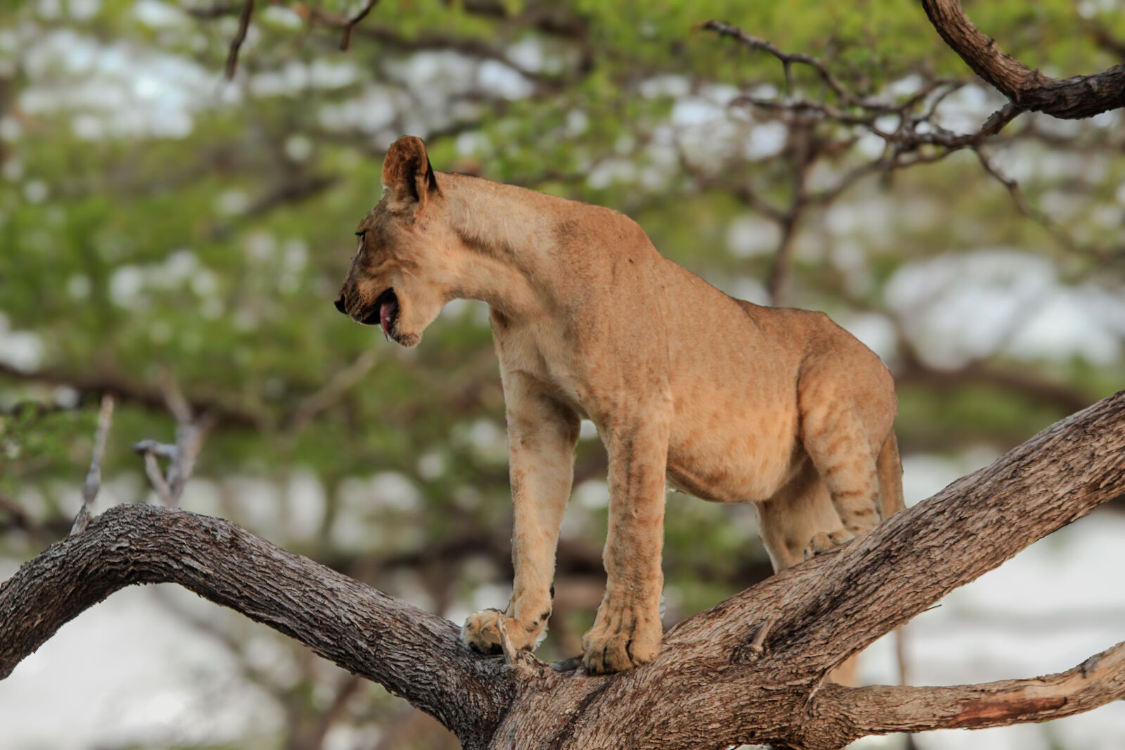 3-Day Nyerere National Park Game, Boat & Walking Safari gallery image